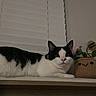 cat, black_and_white, indoor, window_blind, shelf, plant, woven_basket, crochet, flower, pet, animal, relaxed, feline, cute, face, decor, wood, home, resting, cozy