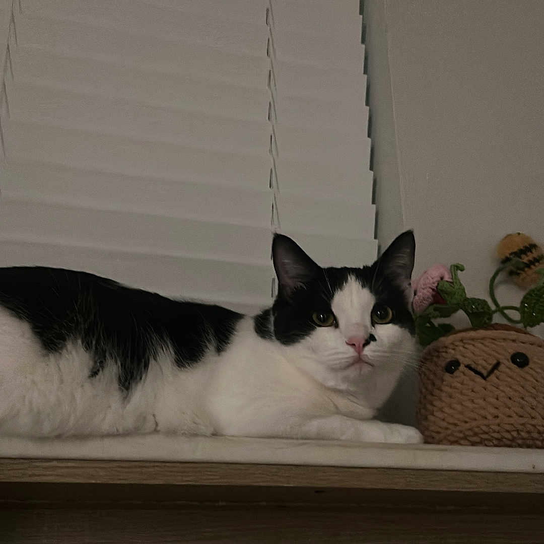 Bebé joined the competition — help win amazing prizes! cat, black_and_white, indoor, window_blind, shelf, plant, woven_basket, crochet, flower, pet, animal, relaxed, feline, cute, face, decor, wood, home, resting, cozy