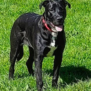 Nina a rejoint le concours — aidez-le/la à gagner de superbes lots ! dog, black_dog, grass, outdoor, pet, animal, collar, tongue_out, standing, canine, greenery, happy, nature, mammal, domestic_animal, playful, summer, sunlight, portrait, friend
