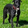 dog, black_dog, grass, outdoor, pet, animal, collar, tongue_out, standing, canine, greenery, happy, nature, mammal, domestic_animal, playful, summer, sunlight, portrait, friend