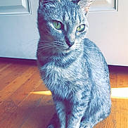 Raven is registered to the contest to win money with this photo: cat, gray_tabby, sitting, wooden_floor, green_eyes, pet, indoor, natural_light, door, fur, animal, cute, whiskers, domestic_cat, portrait, feline, household, relaxed, quiet, soft_light