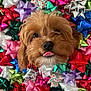 Cameo joined the competition — help win amazing prizes! background, closeup, colorful, cute, decorative_bow, dog, eyes, face, festive, furry, gift_bow, holiday, nose, playful, portrait, puppy, ribbon, shiny, tongue_out, wrapping_bow