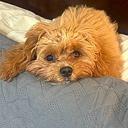 Cameo joined the competition — help win amazing prizes! bedding, blanket, brown_fur, close_up, cozy, cute, dog, ears, eyes, fur, head, indoor, nose, pet, portrait, puppy, quilt, resting, small_dog, whiskers