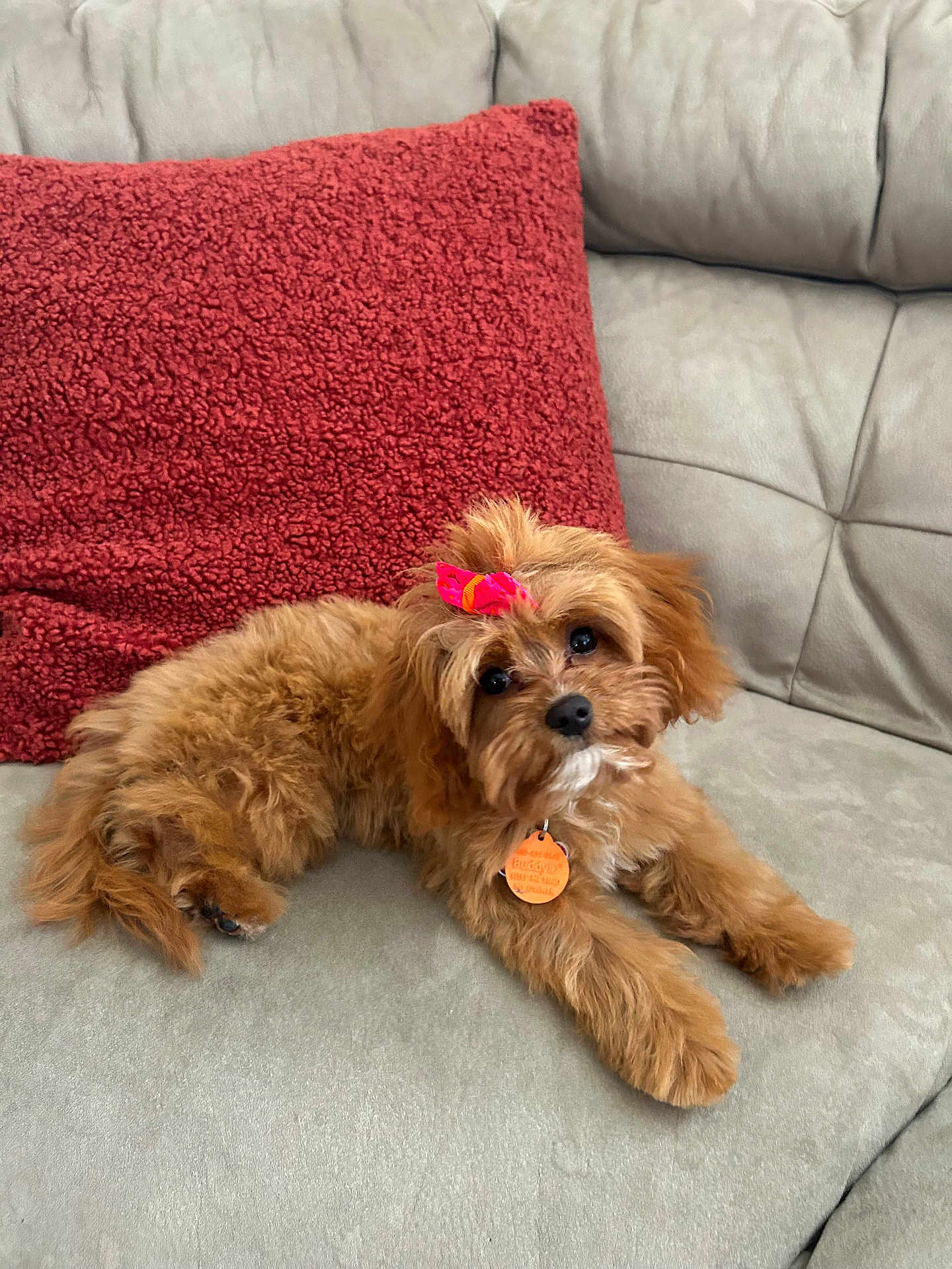 Cameo is registered to the contest to win money with this photo: bow, brown_fur, collar, couch, cute, dog, eyes, fluffy, home, indoor, muzzle, paws, pet_tag, portrait, puppy, red_pillow, relaxed, sofa, textured_pillow, tiny_dog