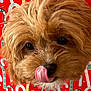 Cameo is registered to the contest to win money with this photo: black_nose, brown_fur, candy_cane, close_up, dog, eyes, face, festive_background, fluffy, fur_texture, indoor, macro, nose, pet, playful, portrait, puppy, red_background, tongue_out, whiskers