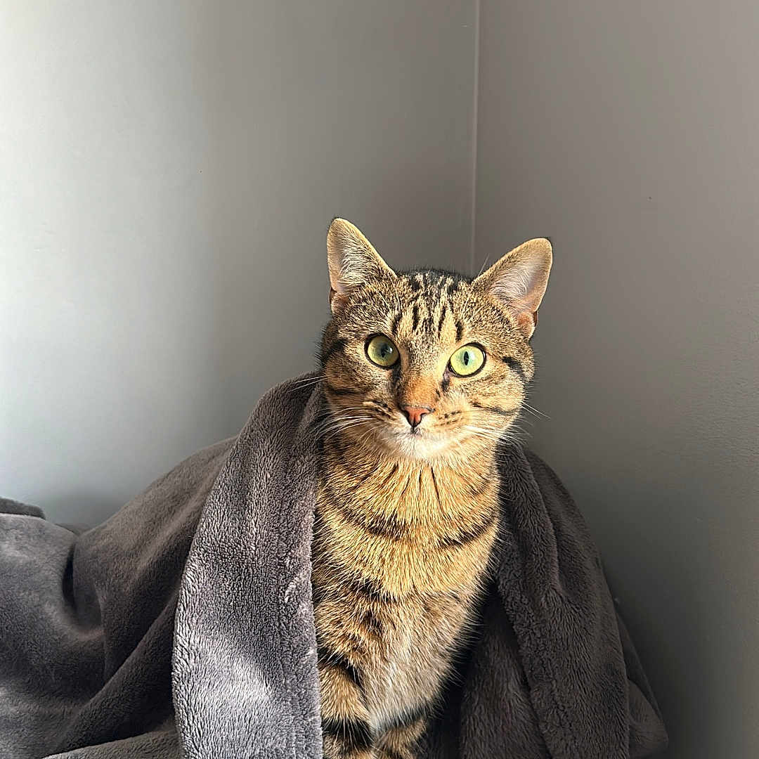 Wookie participe au concours pour gagner de l'argent avec cette photo : abyssinian, animal, blanket, cat, couch, egyptiancat, furniture, homedecor, kitten, laundry, linen, manx, pet, quilt, shelf, towel