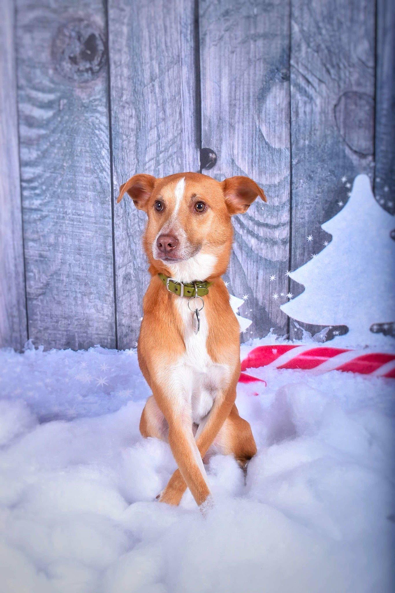 Bismarck joined the competition — help win amazing prizes! ancient_dog_breeds, carnivore, collar, companion_dog, dog, dog_breed, dog_collar, dog_supply, fawn, freezing, fur, liver, snout, snow, tail, terrier, toy_dog, whiskers, winter, working_animal