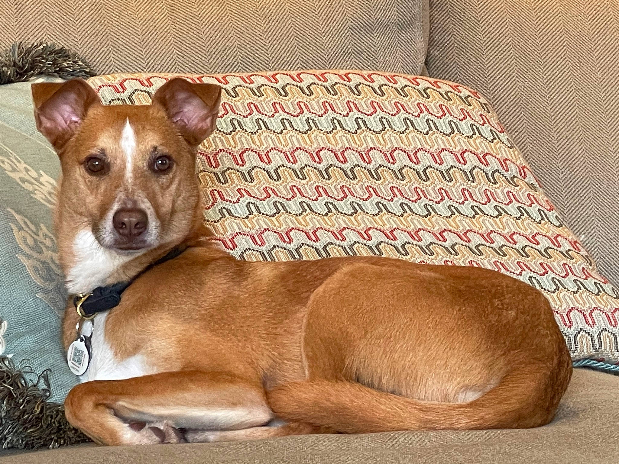 Bismarck is registered to the contest to win money with this photo: canidae, carnivore, collar, comfort, companion_dog, dog, dog_bed, dog_breed, dog_supply, fawn, fur, linens, pet_supply, rectangle, snout, sporting_group, terrestrial_animal, whiskers, wood, working_animal