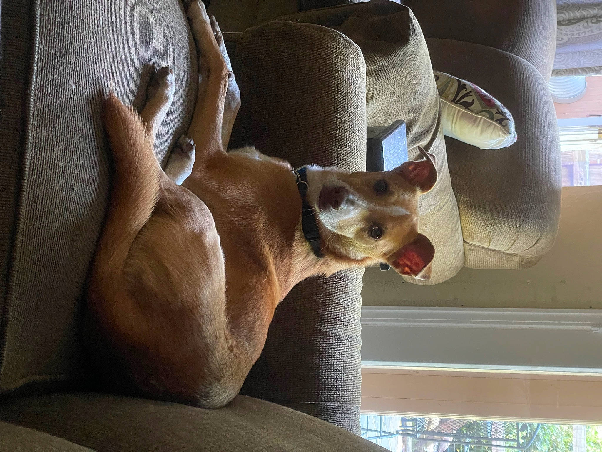 Bismarck is registered to the contest to win money with this photo: canidae, carnivore, comfort, companion_dog, dog, dog_breed, ear, eyewear, fawn, felidae, fur, glasses, mammal, snout, sporting_group, sunglasses, whiskers, window, wood, working_animal