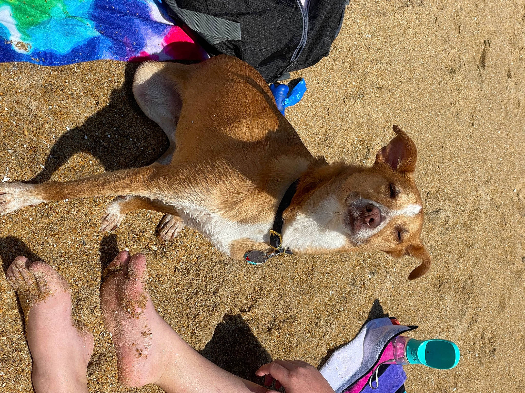 Bismarck joined the competition — help win amazing prizes! barefoot, blue, canidae, carnivore, comfort, companion_dog, dog, dog_breed, electric_blue, fawn, foot, fur, hat, human_leg, nail, paw, snout, sporting_group, thigh, toe