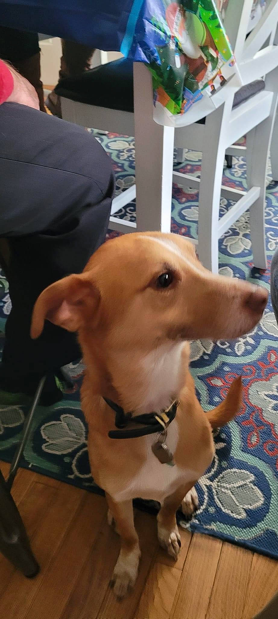 Bismarck is registered to the contest to win money with this photo: canidae, carnivore, chair, collar, companion_dog, dog, dog_breed, dog_clothes, dog_collar, dog_supply, fawn, flooring, fur, non_sporting_group, pet_supply, snout, sporting_group, whiskers, wood, working_animal