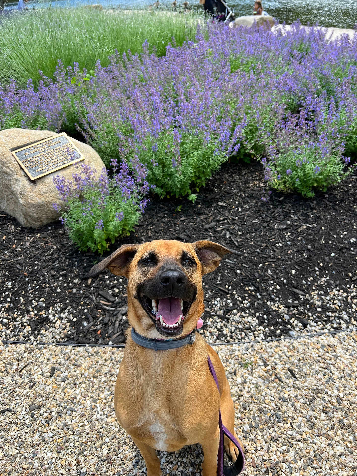 Toki is registered to the contest to win money with this photo: canine, collar, daytime, dog, flowers, front_view, garden, gravel, greenery, happy, leash, nature, outdoor, pet, plant, purple_flowers, sitting, smiling, summer, sunlight