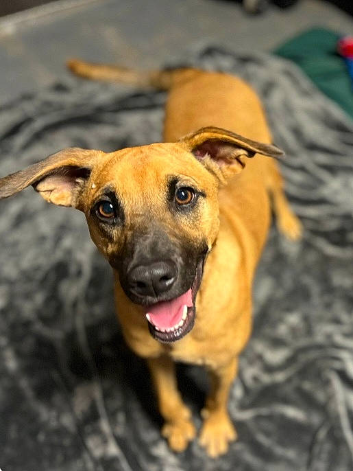 Toki is registered to the contest to win money with this photo: canidae, carnivore, collar, companion_dog, dog, dog_breed, dog_collar, dog_supply, eye, fur, guard_dog, paw, pet_supply, plant, puppy, sporting_group, terrestrial_animal, toy_dog, whiskers, working_dog