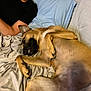 bed, black_shirt, blanket, canine, dog, earring, fur, human, indoor, light_blue_pillow, lying_down, mouth, nail, paw, person, pet, relaxed, resting, sleepy, snout