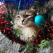 Bmo is registered to the contest to win money with this photo: cat, christmas_tree, tinsel, ornament, bauble, gray_cat, fluffy, festive, holiday, decorations, whiskers, greenery, closeup, indoor, pet, cute, curious, animal, celebration, festivity