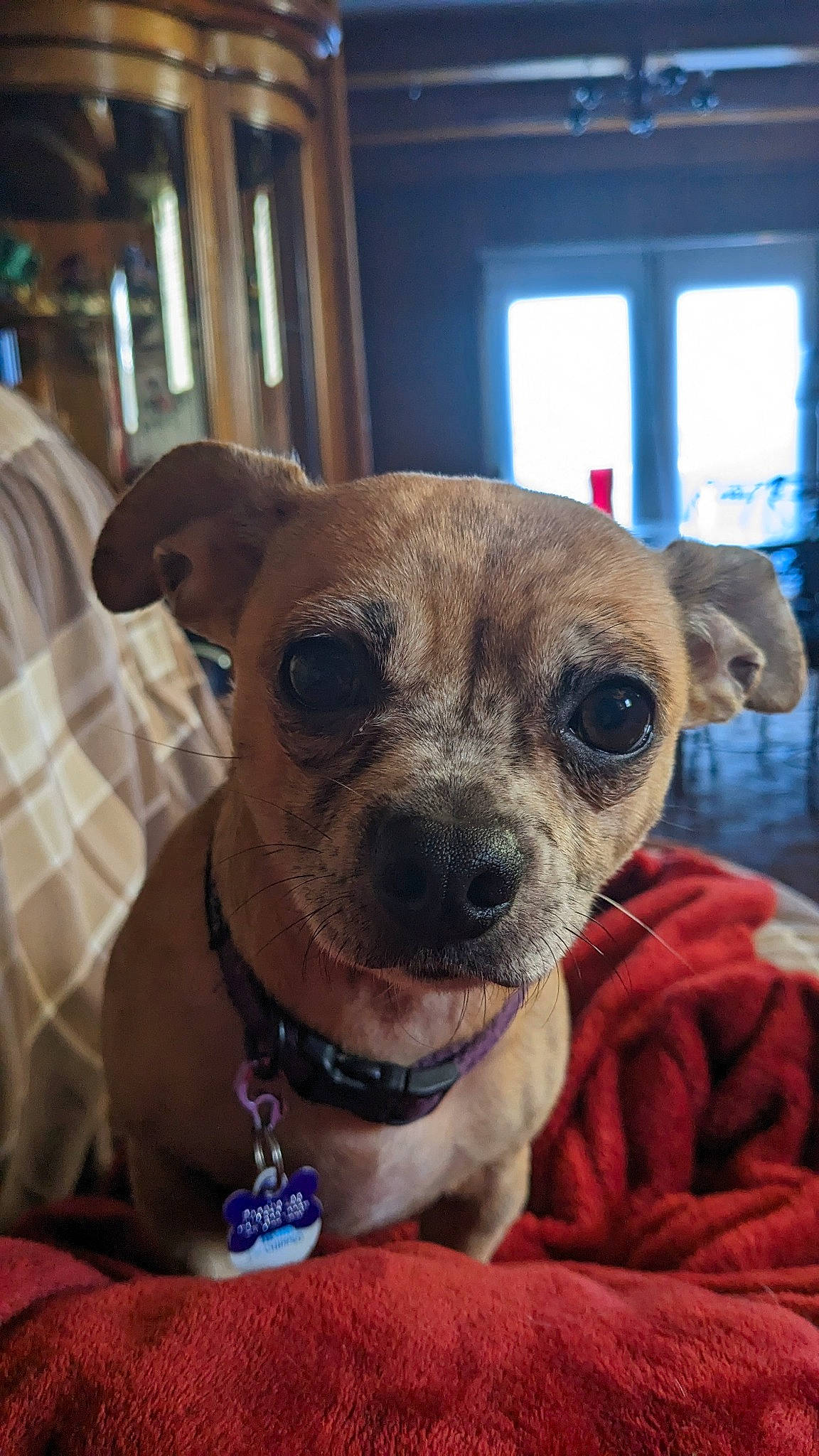 Phoebe Lee is registered to the contest to win money with this photo: canidae, carnivore, chihuahua, collar, companion_dog, dog, dog_breed, dog_clothes, dog_collar, dog_supply, ear, fawn, fur, pet_supply, snout, sporting_group, toy_dog, whiskers, window, working_animal