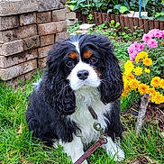 Jarod participe au concours pour gagner de l'argent avec cette photo : dog, cavalier_king_charles_spaniel, grass, flowers, garden, leash, brick_wall, greenery, outdoor, pet, cute, fur, black, white, brown, animal, canine, nature, plant, sitting