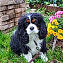 dog, cavalier_king_charles_spaniel, grass, flowers, garden, leash, brick_wall, greenery, outdoor, pet, cute, fur, black, white, brown, animal, canine, nature, plant, sitting