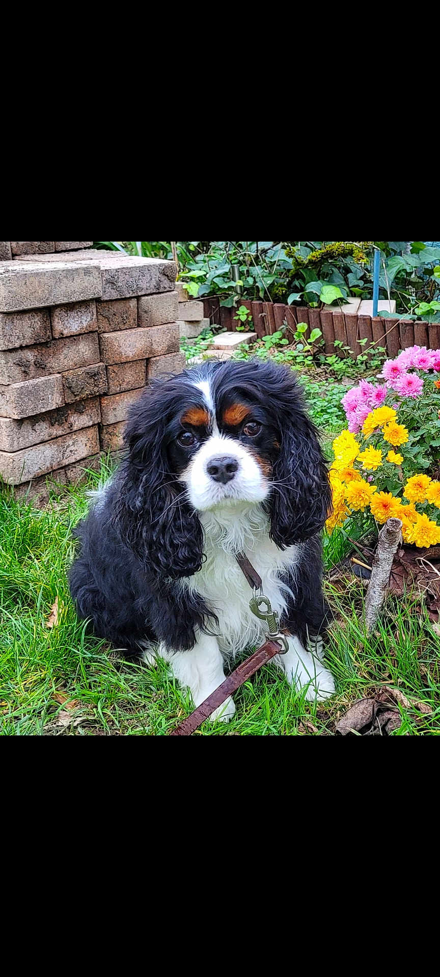 Jarod participe au concours pour gagner de l'argent avec cette photo : dog, cavalier_king_charles_spaniel, grass, flowers, garden, leash, brick_wall, greenery, outdoor, pet, cute, fur, black, white, brown, animal, canine, nature, plant, sitting