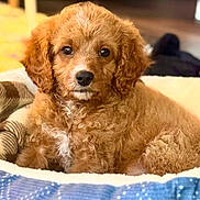 Teddy is registered to the contest to win money with this photo: puppy, dog, curly_fur, brown_fur, bed, blanket, cozy, indoor, pet, cute, animal, resting, fur, young_dog, portrait, looking_at_camera, soft_texture, domestic, adorable, companion
