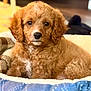 puppy, dog, curly_fur, brown_fur, bed, blanket, cozy, indoor, pet, cute, animal, resting, fur, young_dog, portrait, looking_at_camera, soft_texture, domestic, adorable, companion