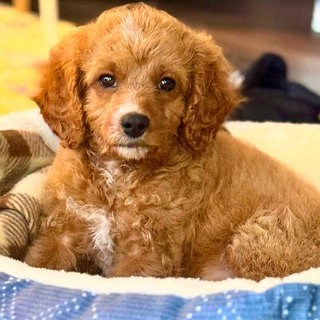 Teddy is registered to the contest to win money with this photo: adorable, animal, bed, blanket, brown_fur, companion, cozy, curly_fur, cute, dog, domestic, fur, indoor, looking_at_camera, pet, portrait, puppy, resting, soft_texture, young_dog