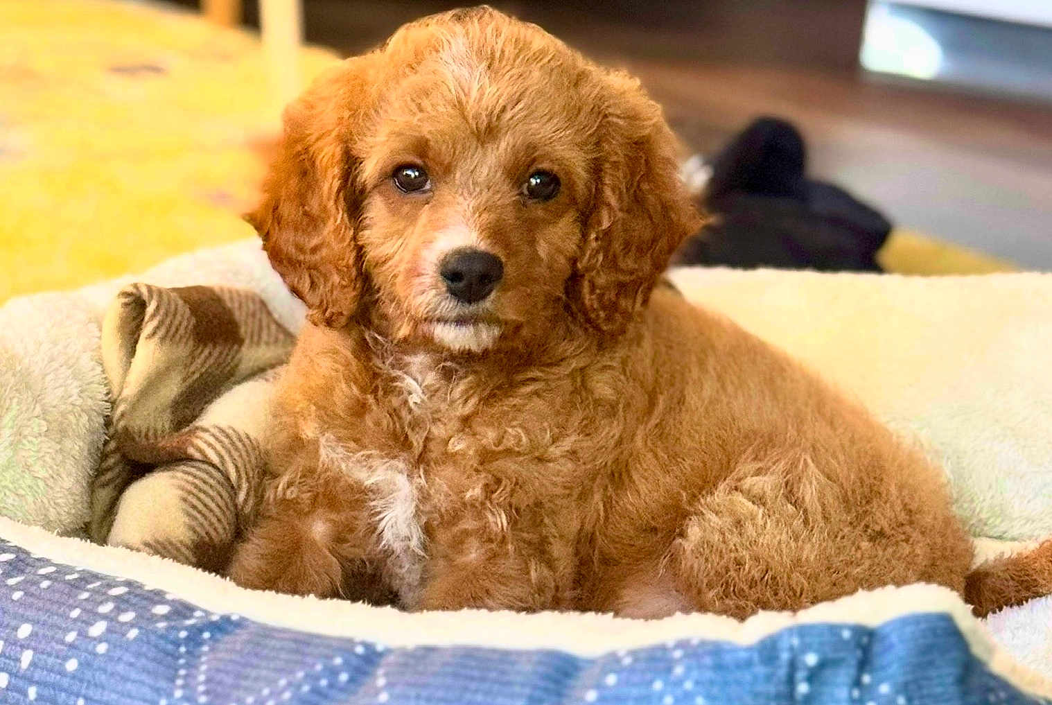 Teddy