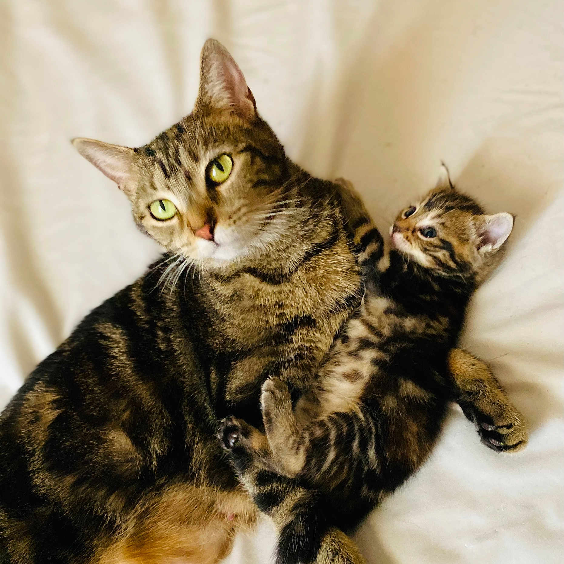 Jasper And Baby is registered to the contest to win money with this photo: adorable, animal, blanket, cat, comfort, cozy, cuddle, cute, ears, eyes, feline, fur, indoor, kitten, pet, resting, snuggle, soft, tabby_cat, whiskers