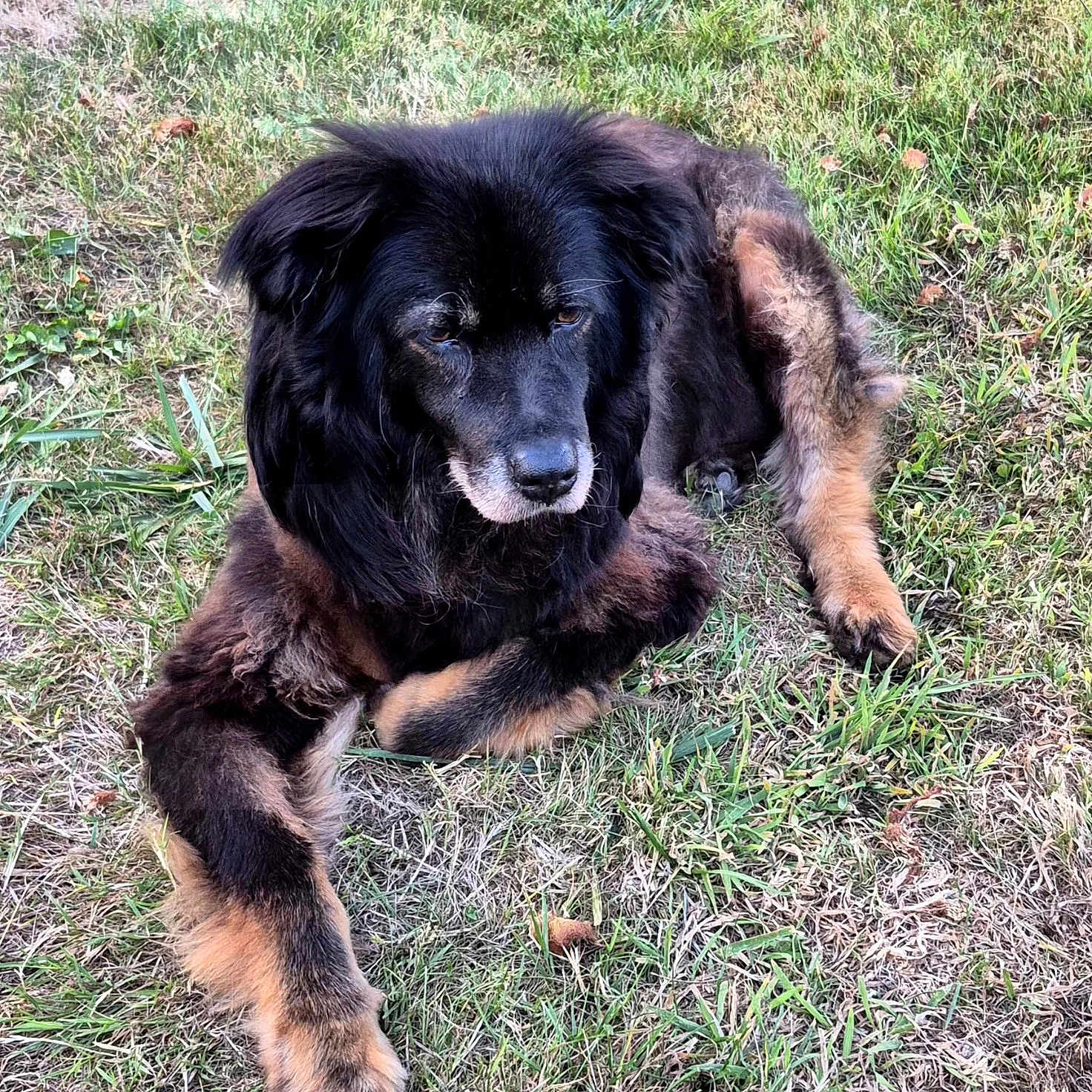 Nounours participe au concours pour gagner de l'argent avec cette photo : dog, animal, outdoor, grass, pet, canine, fur, laying_down, nature, mammal, black_fur, brown_fur, relaxed, quiet, daylight, grass_patch, companion, resting, friendly, domestic_animal