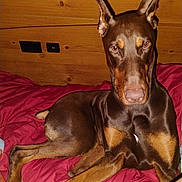 Zion is registered to the contest to win money with this photo: dog, doberman, pet, animal, indoors, bed, blanket, brown, ears, lying_down, canine, fur, looking_at_camera, wooden_wall, comfort, domestic, muzzle, alert, resting, companion