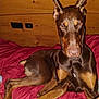 dog, doberman, pet, animal, indoors, bed, blanket, brown, ears, lying_down, canine, fur, looking_at_camera, wooden_wall, comfort, domestic, muzzle, alert, resting, companion