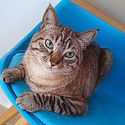 Simba participe au concours pour gagner de l'argent avec cette photo : cat, blue_chair, striped_cat, blue_eyes, wooden_legs, indoor, pet, feline, relaxed, curious, close_up, domestic_cat, sitting, chair, floor, metal_bracket, fur, whiskers, animal, home