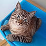 cat, blue_chair, striped_cat, blue_eyes, wooden_legs, indoor, pet, feline, relaxed, curious, close_up, domestic_cat, sitting, chair, floor, metal_bracket, fur, whiskers, animal, home