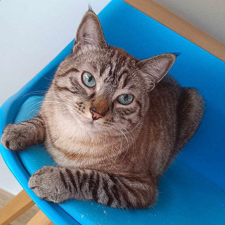 Simba participe au concours pour gagner de l'argent avec cette photo : animal, blue_chair, blue_eyes, cat, chair, close_up, curious, domestic_cat, feline, floor, fur, home, indoor, metal_bracket, pet, relaxed, sitting, striped_cat, whiskers, wooden_legs