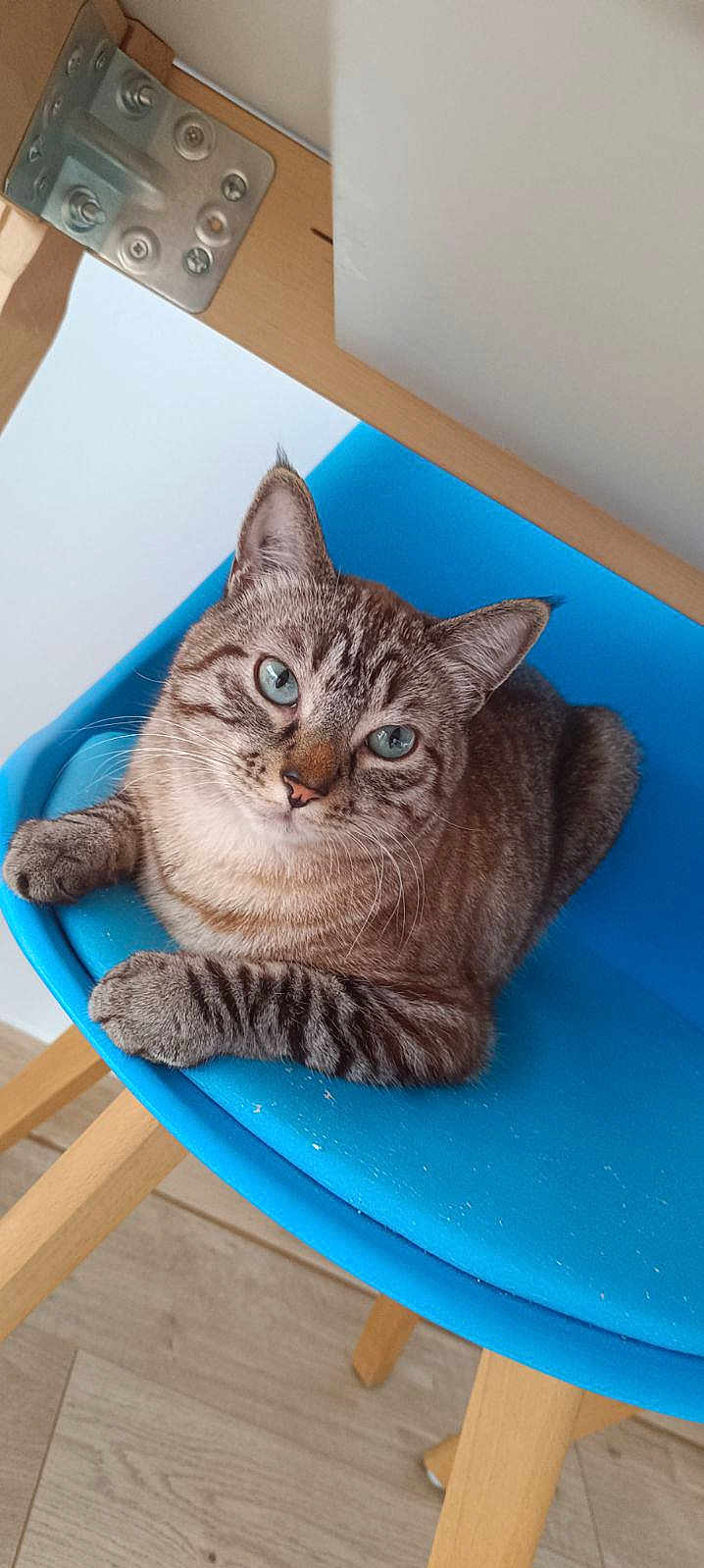 Simba participe au concours pour gagner de l'argent avec cette photo : cat, blue_chair, striped_cat, blue_eyes, wooden_legs, indoor, pet, feline, relaxed, curious, close_up, domestic_cat, sitting, chair, floor, metal_bracket, fur, whiskers, animal, home
