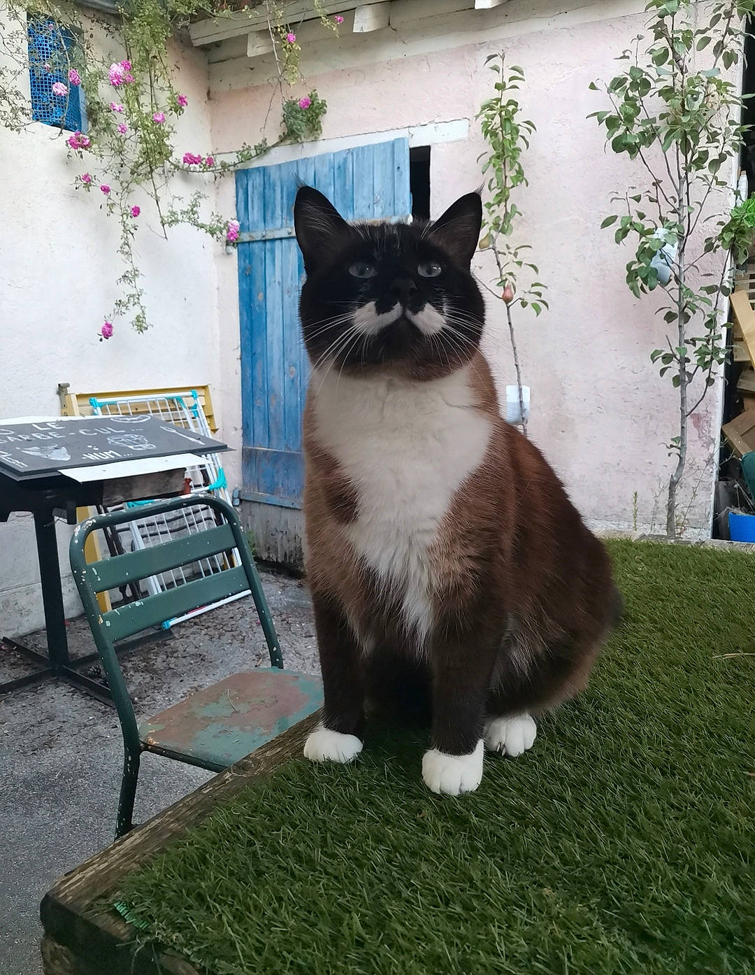 Jedi participe au concours pour gagner de l'argent avec cette photo : art, black_cat, carnivore, cat, domestic_short_haired_cat, felidae, fur, gas, grass, grey, houseplant, outdoor_furniture, plant, small_to_medium_sized_cats, snout, tail, tree, whiskers, window, wood