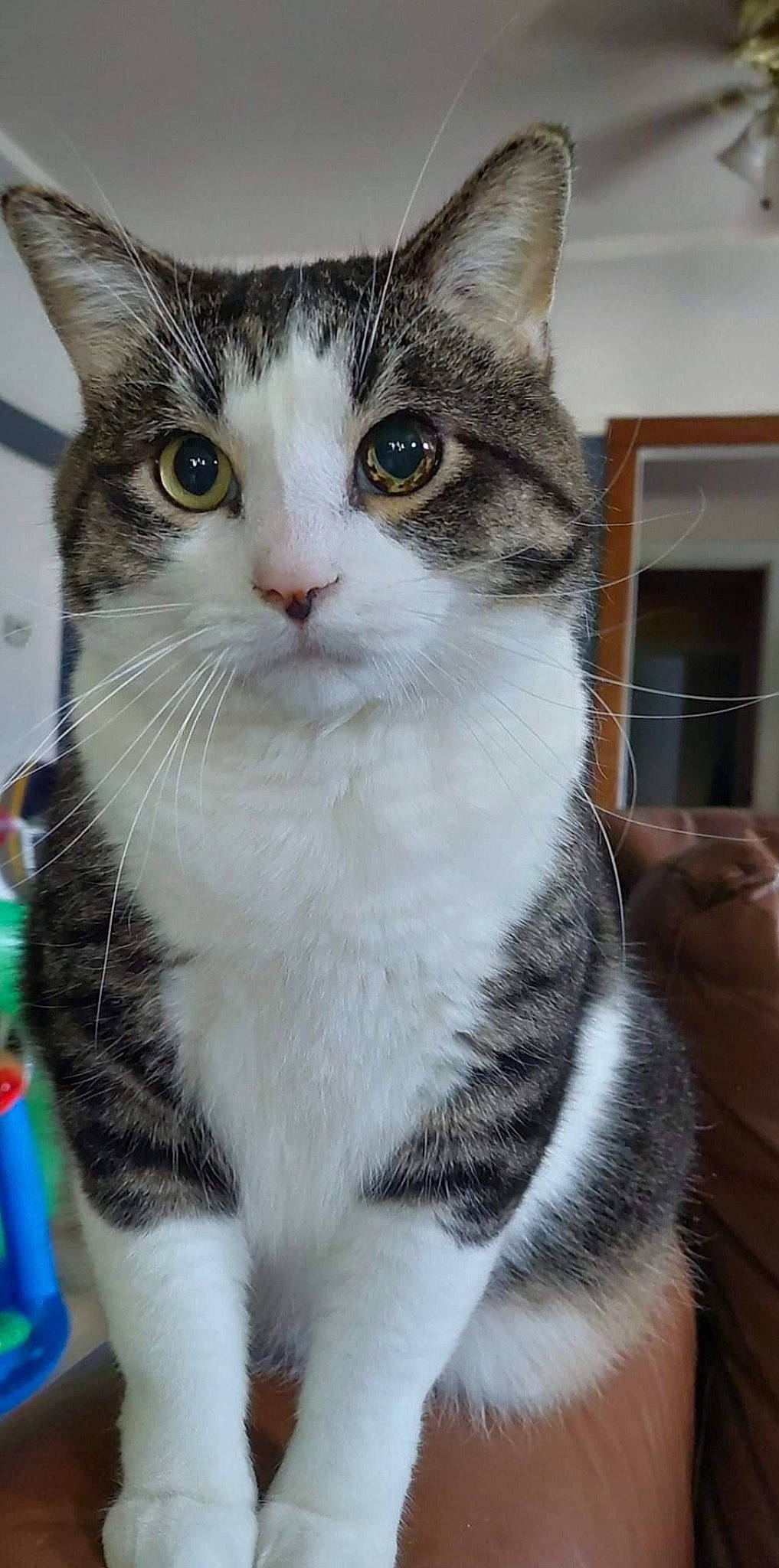 Grayson is registered to the contest to win money with this photo: carnivore, cat, claw, curious, domestic_short_haired_cat, felidae, foot, fur, iris, paw, small_to_medium_sized_cats, snout, tail, whiskers, window