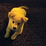 Poppy joined the competition — help win amazing prizes! puppy, dog, pet, animal, indoor, carpet, lying_down, cute, small, fur, young, domestic_animal, looking_up, mammal, companionship, paw, ears, tail, curious, home