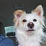 Poppy is registered to the contest to win money with this photo: dog, white_dog, fluffy, pink_harness, pet, animal, ears, tongue_out, car_interior, seat, window, cute, portrait, canine, domestic_animal, fur, looking, closeup, young_dog, companion