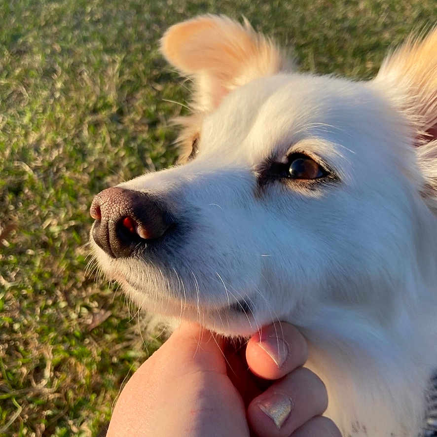 Poppy joined the competition — help win amazing prizes! animal, calm, canine, close_up, daylight, dog, ears, friendly, fur, grass, hand, human_interaction, muzzle, nature, outdoor, pet, portrait, snout, sunlight, white_dog