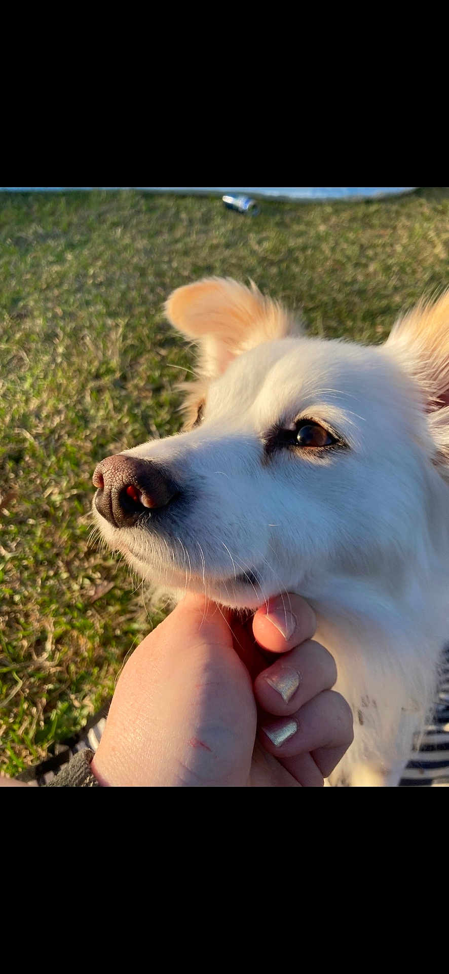 Poppy joined the competition — help win amazing prizes! dog, white_dog, close_up, hand, grass, outdoor, sunlight, pet, animal, fur, calm, nature, muzzle, ears, snout, portrait, daylight, friendly, canine, human_interaction