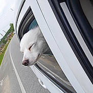 Poppy joined the competition — help win amazing prizes! dog, white_dog, car, window, road, outdoor, pet, fluffy, animal, transportation, happy, relaxed, travel, side_view, vehicle, nature, daytime, leisure, canine, motion