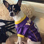 Sadie Marie is registered to the contest to win money with this photo: alert, chihuahua, closeup, clothing, cushion, dog, ears_up, fabric, fur, furniture, indoor, minnesota_vikings, pet, portrait, purple_jersey, sitting, small_dog, sports_jersey, stool, window