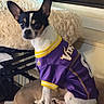 alert, chihuahua, closeup, clothing, cushion, dog, ears_up, fabric, fur, furniture, indoor, minnesota_vikings, pet, portrait, purple_jersey, sitting, small_dog, sports_jersey, stool, window