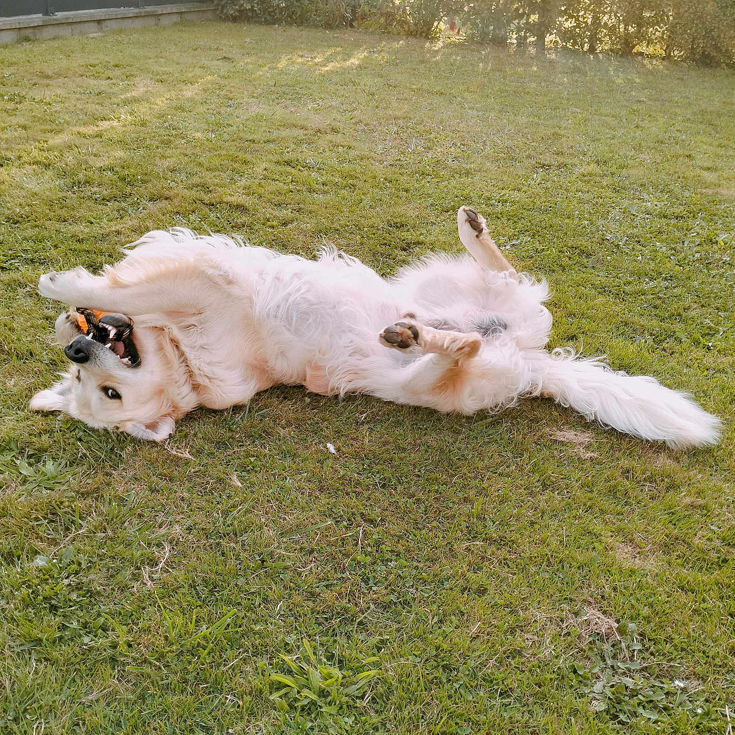 Twister