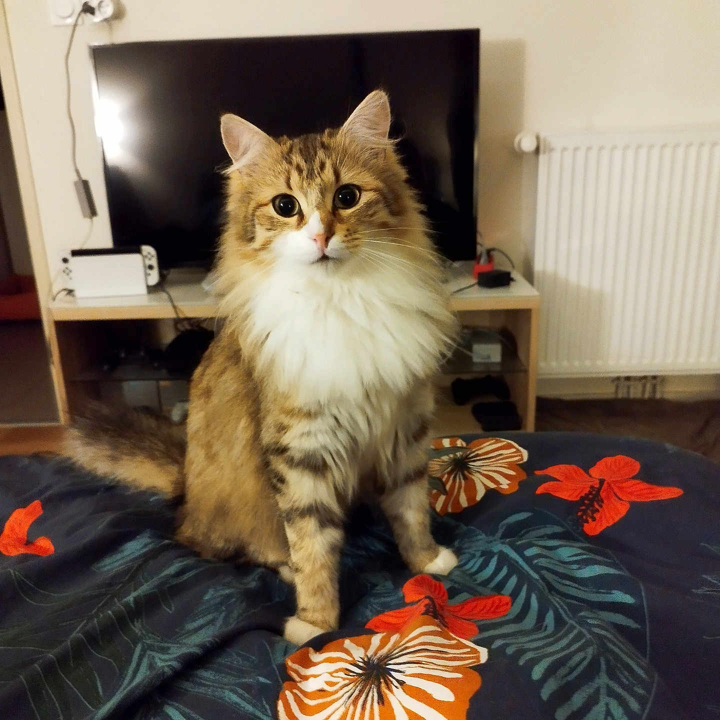 Simba a rejoint le concours — aidez-le/la à gagner de superbes lots ! animal, bed, bedroom, cat, clothing, computerhardware, cushion, electronics, footwear, furniture, hardware, homedecor, indoors, interiordesign, monitor, pet, room, screen, shoe, tv