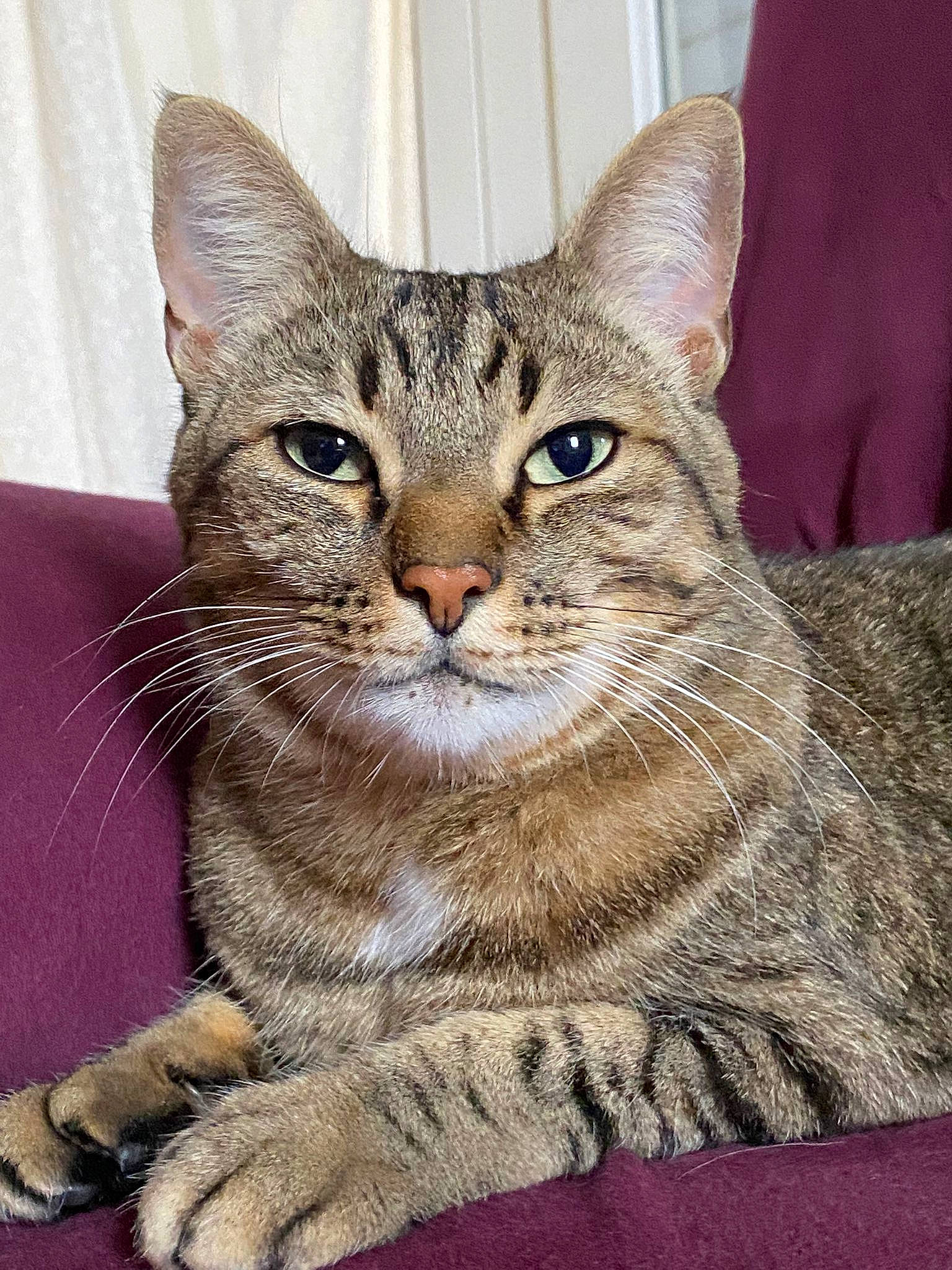 Charlie participe au concours pour gagner de l'argent avec cette photo : carnivore, cat, claw, domestic_short_haired_cat, felidae, fur, small_to_medium_sized_cats, snout, terrestrial_animal, whiskers, wildlife