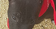 Akon participe au concours pour gagner de l'argent avec cette photo : puppy, dog, black_dog, bandana, red_bandana, pet, animal, outdoor, gravel, close_up, young_dog, cute, curious, collar, leash, canine, head, portrait, small_dog, looking_up