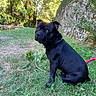 Akon participe au concours pour gagner de l'argent avec cette photo : dog, black_dog, grass, outdoor, nature, tree, stone_wall, leash, pet, canine, animal, sitting, greenery, sunlight, park, curious, collar, daytime, looking_back, mammal