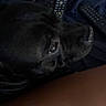 Akon a rejoint le concours — aidez-le/la à gagner de superbes lots ! dog, black_dog, pet, indoor, close_up, leg, human_leg, remote_controls, electronics, dark, fur, resting, animal, cozy, reflection, shiny, texture, fabric, living_room, relaxation